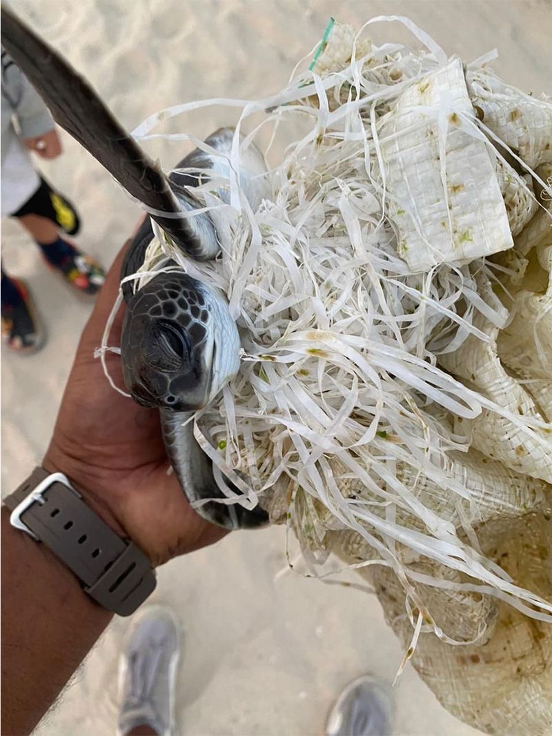 This turtle was named Tangle after being found by a fisherman, tangled in plastic.