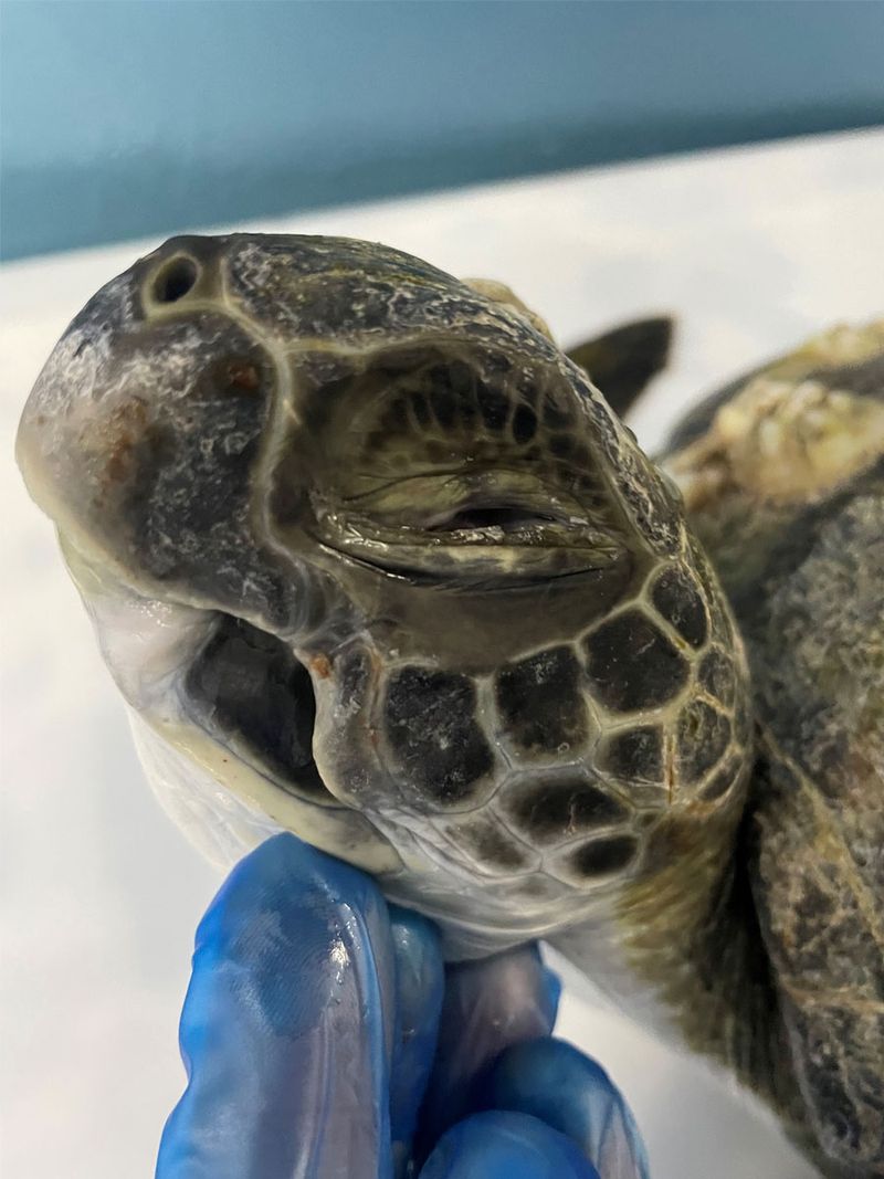 Turtle named captain Jack Sparrow after being rescued with an injured eye and jaws.