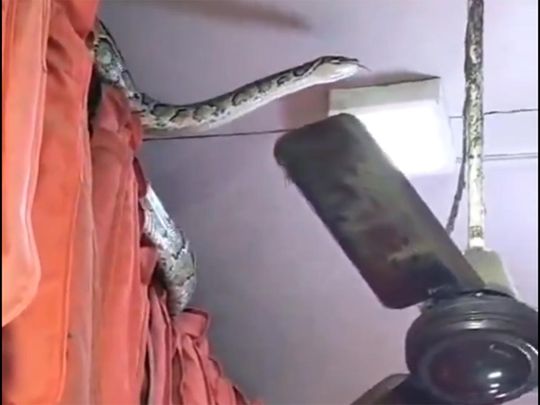 14-foot-long python found in garment store in UP’s Meerut