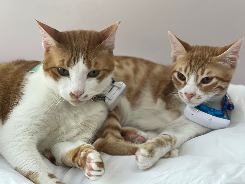 Dubai-based Saranya Rustagi's two cats, Spunky and Memphis.