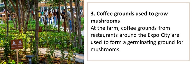 Grown in a temperature-controlled enclosure, it grows three different kinds of mushrooms- lion’s mane, oyster and chestnut.