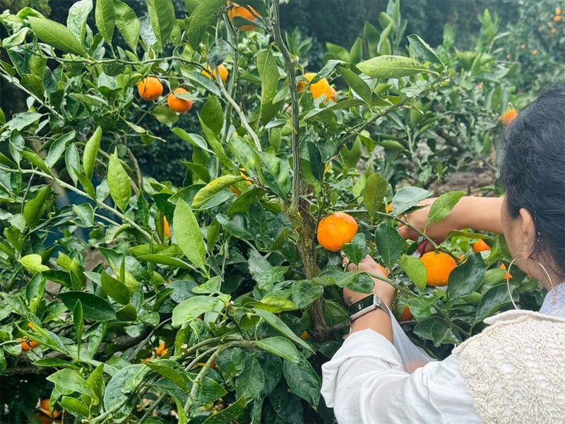 Tangerine picking