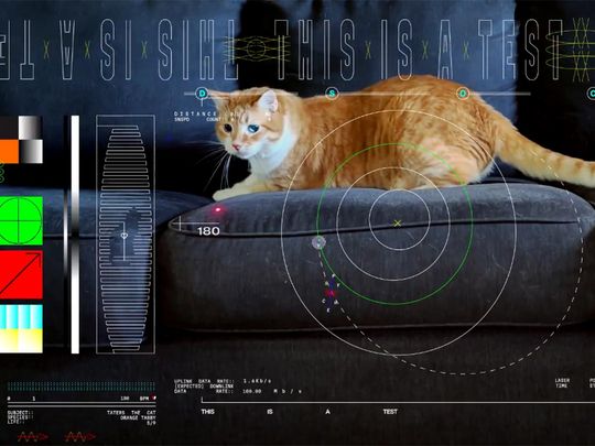 Video: NASA sends high-definition video of a cat from deep space