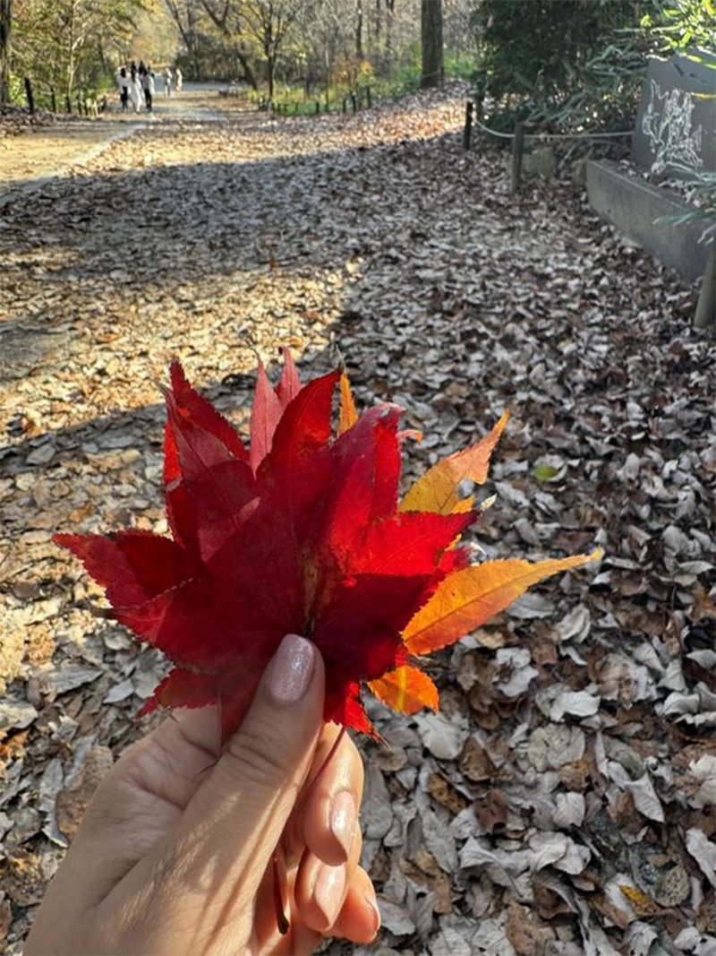 If you visit the reserve during the autumn months, especially in early November, you will have a chance to see the leaves of maple and other trees in the forest turn scarlet red.