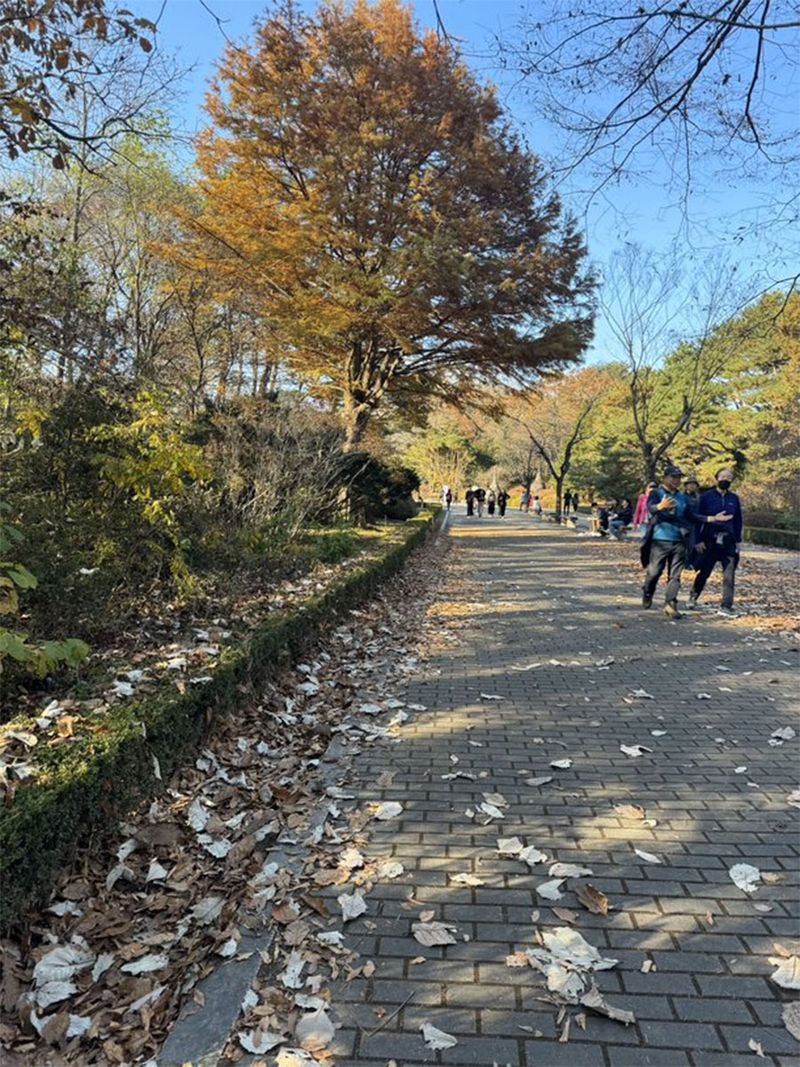 South Korea usually sees snowfall by the first week of December. However, the six or seven weeks before snow begins falling are arguably the best time to visit South Korea to see the country’s beautiful fall season.
