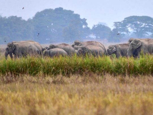 A man watches a herd of wild Asiatic elephants wander through a paddy field at a village in Nagaon district of Assam, on December 7, 2023. 