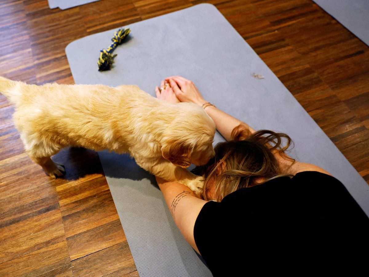 A participant performs a yoga exercise as a Golden Retriever puppy plays around her during a yoga session at a studio in Paris. 