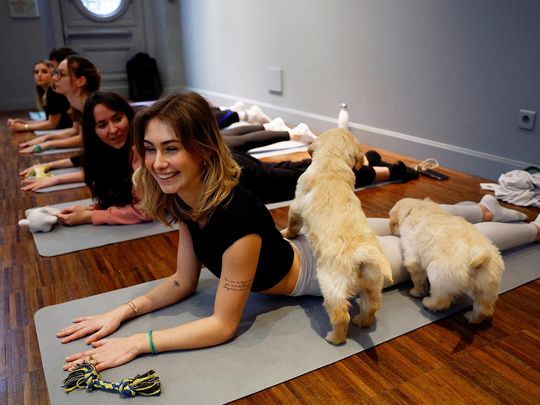 Participants perform a yoga exercise as Golden Retriever puppies play around them during a yoga class at a studio in Paris. 