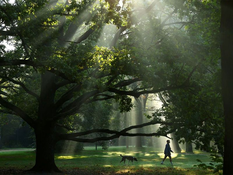 A woman walks with a dog during morning fog at Tiergarten Park in Berlin, Germany, September 27.