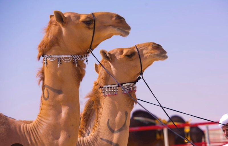 Camel beauty festival 3-1703574424071