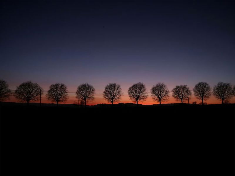 Trees are pictured in a field after sunset near Vic, Spain, March 15.