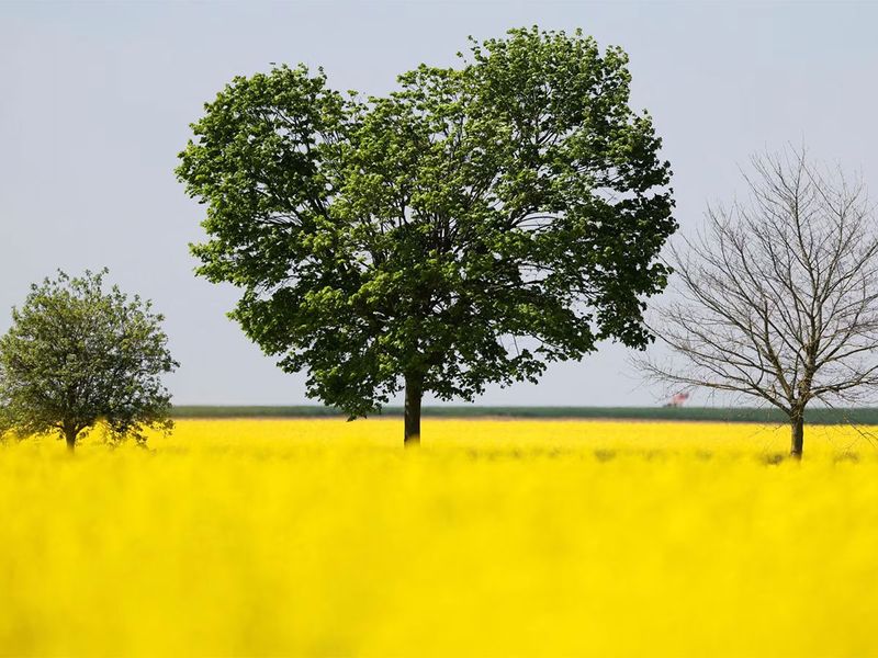 Trees stand in a yellow rapeseed field in Ramillies near Cambrai, France, May 3.