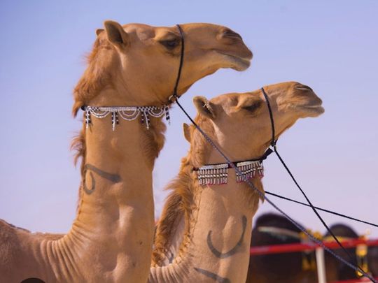 camel-beauty-contest-file-pic-by-ad-media-office-1703574419384