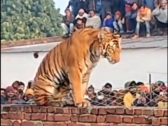 Video: Tiger resting atop wall in UP's Pilibhit draws massive crowd; rescued by forest officials