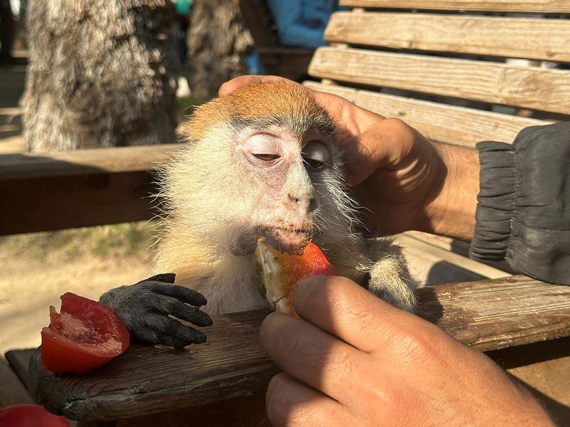 A Palestinian man feeds a monkey at a zoo in Rafah. 