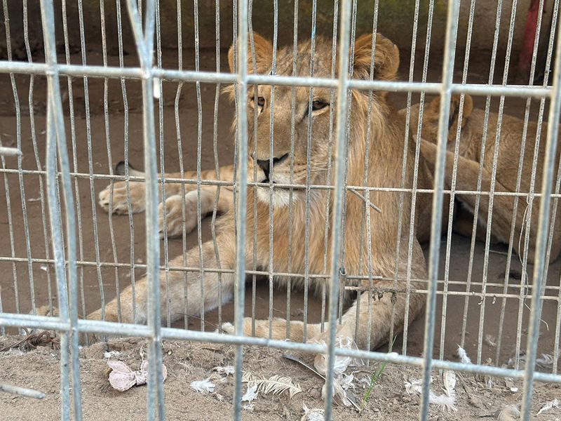 Lions sit in their enclosure at a zoo in Rafah. 