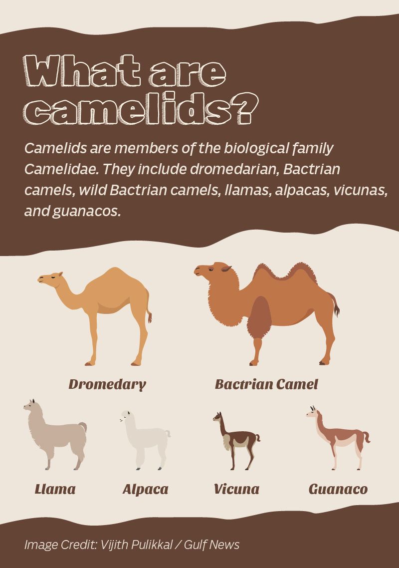 camels camelids