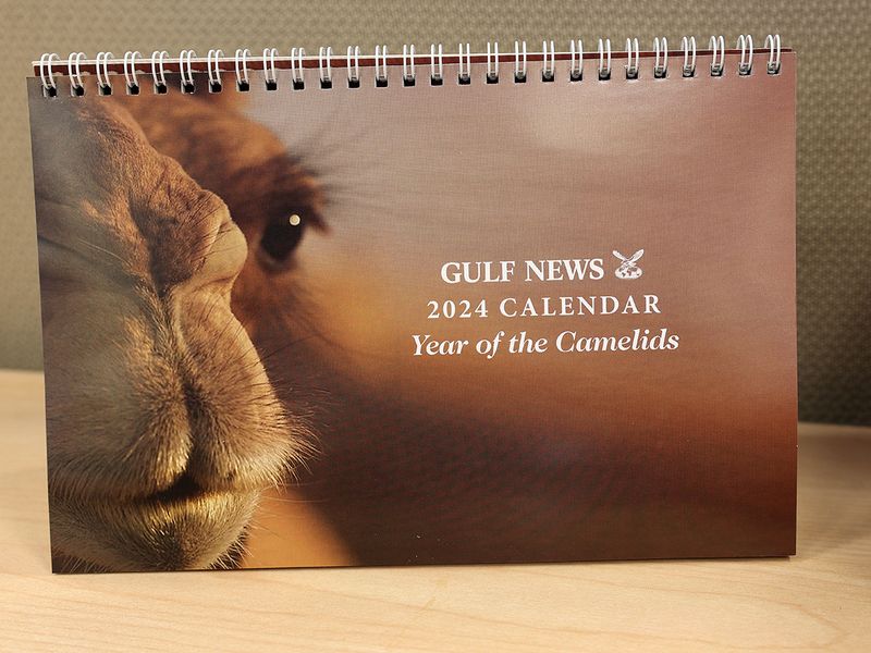 Gulf News calendar camel