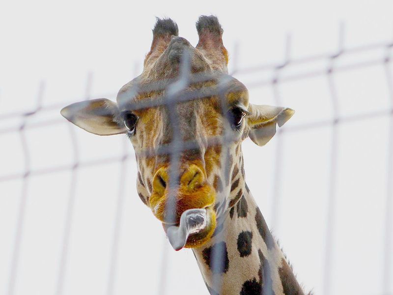 Benito the giraffe