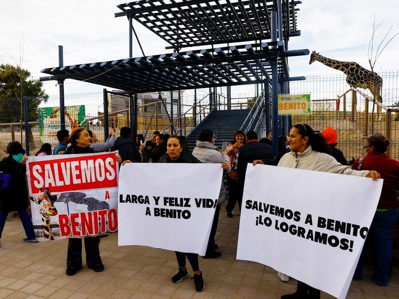 Environmentalists demonstrate ahead of the transfer of the giraffe 'Benito' of Ciudad Juarez to Africam Safari in the city of Puebla. 