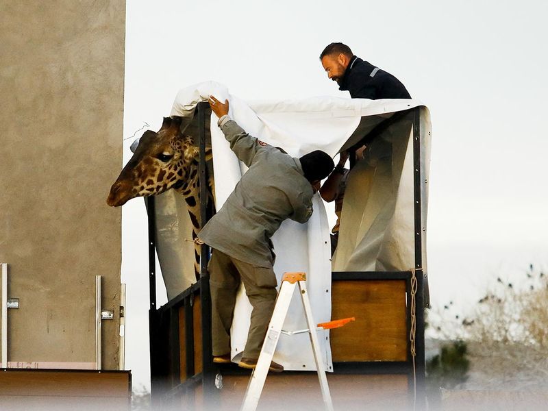 Workers place a blanket over the container with the pet giraffe 'Benito' of Ciudad Juarez before the giraffe is transferred to Africam Safari in the city of Puebla. 
