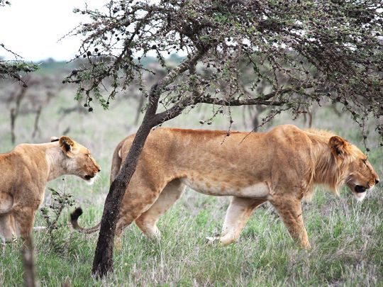20240125 lions in kenya