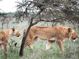 20240125 lions in kenya