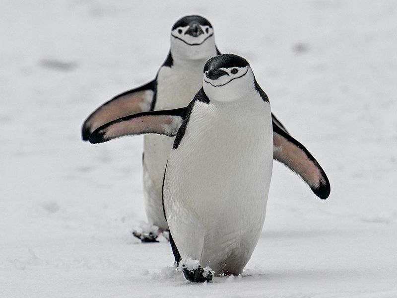Chinstrap (Pygoscelis antarcticus) penguins are pictured at Deception Island, in the western Antarctic Peninsula. 
