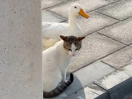 Unusual pair: Cat and duck bond goes viral in Saudi Arabia