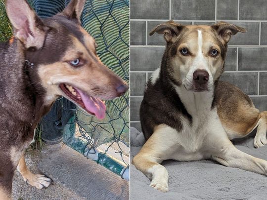 Help! Abandoned canine sisters need a forever home