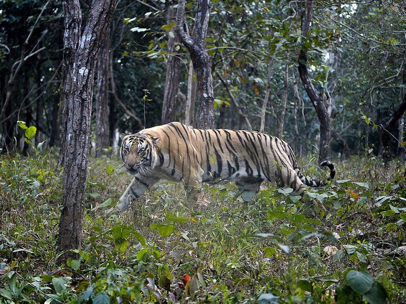 File photo: A Bengal Tiger walks inside an open enclosure at the Bengal Safari Park on the outskirts of Siliguri. 