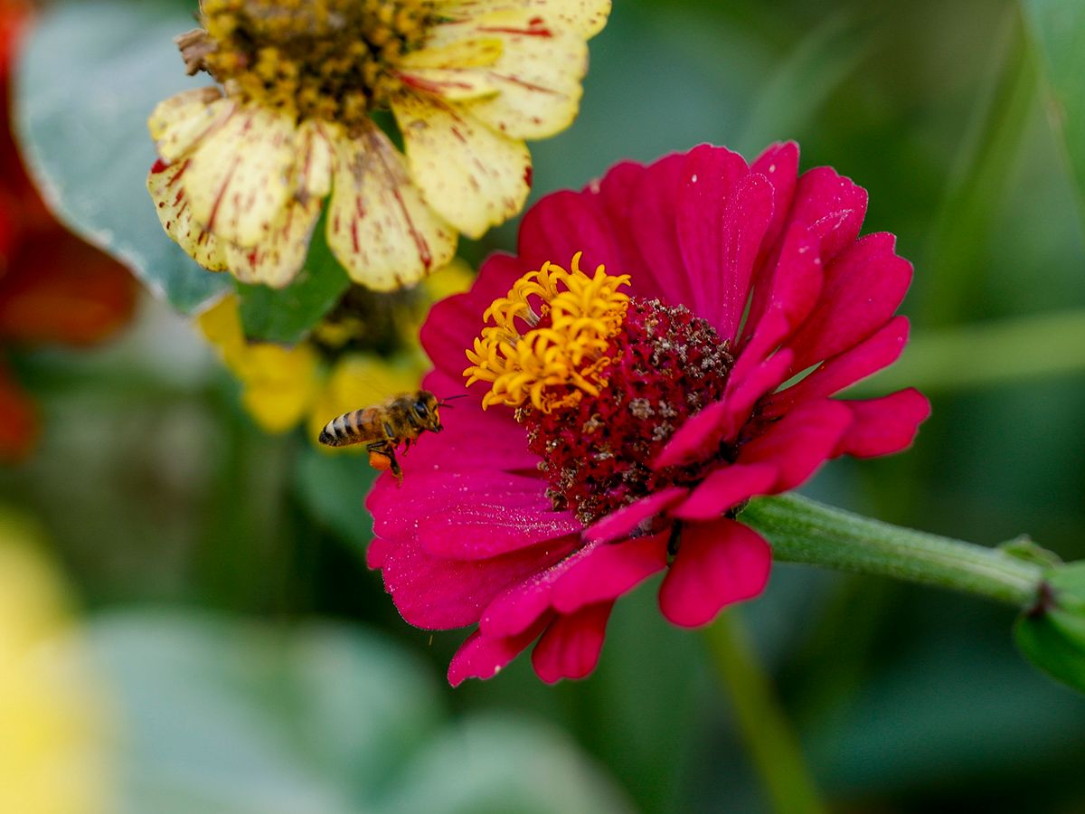 Red Zinia flowers.