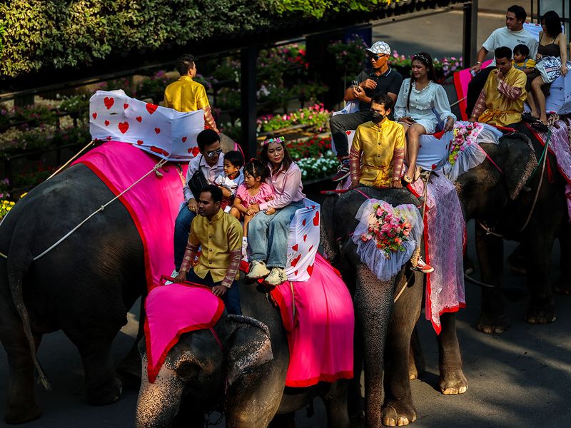 2024-02-14T054336Z_1460237744_RC2226AKZMN4_RTRMADP_3_VALENTINES-DAY-THAILAND-ELEPHANTS-(Read-Only)