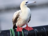 Red-footed Booby-portrait-2-1707994148768