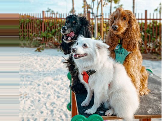 Dogs Roam Leash Free at Dubai Islands Beach with the Opening of Latest Dog Park_1-1708067998787