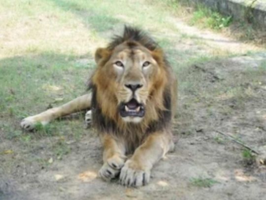 India: Man enters lion’s enclosure at Tirupati zoo, mauled to death