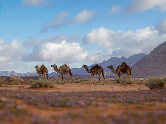 Alqan village in Saudi Arabia’s Tabuk region is a tourist destination with an enchanting landscape