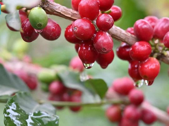 Saudi Arabia's Jazan emerges as a coffee powerhouse