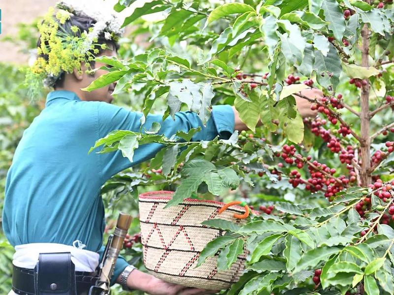 Saudi Arabia's Jazan emerges as a coffee powerhouse
