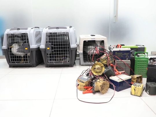 EPAA-seizes-2,409-illegal-devices-and-195-rare-and-dangerous-animals-in-2023-1709045714874