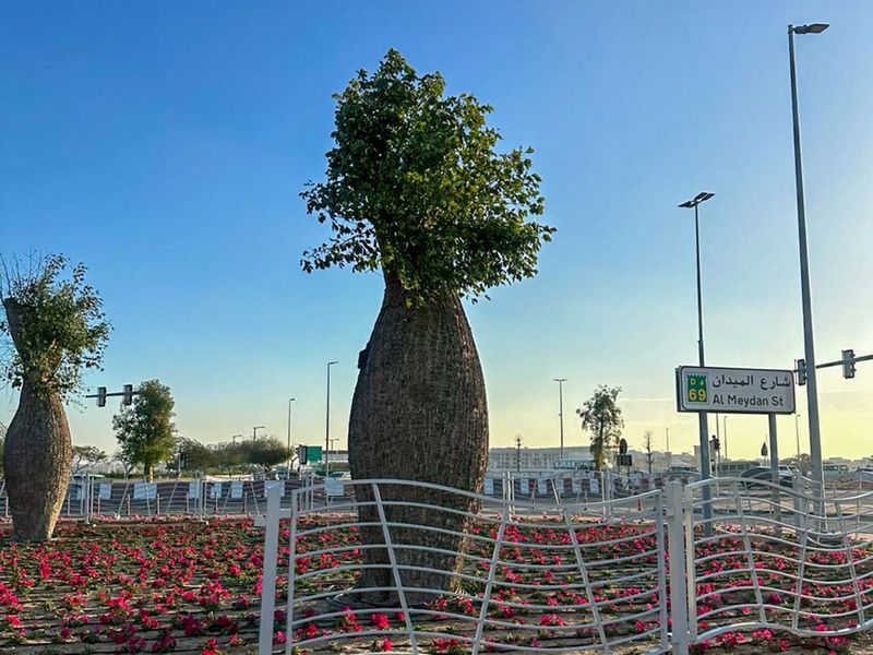 Chorisia-trees-beautify-Dubai-for-the-first-time-pic-by-DM-1709457356941