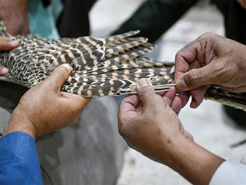 Falcon feather repair