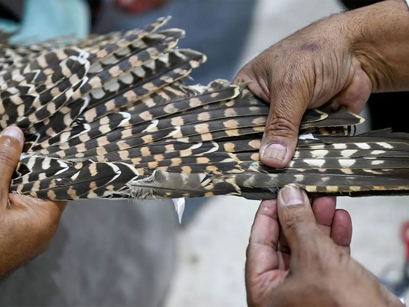 Falcon feather repair