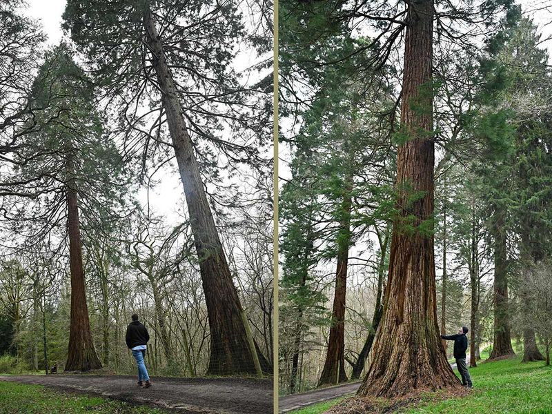 Giant sequoias (redwoods) trees 