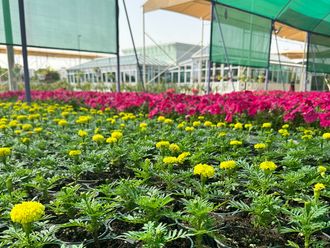 Where to find Dh1 plants in Dubai