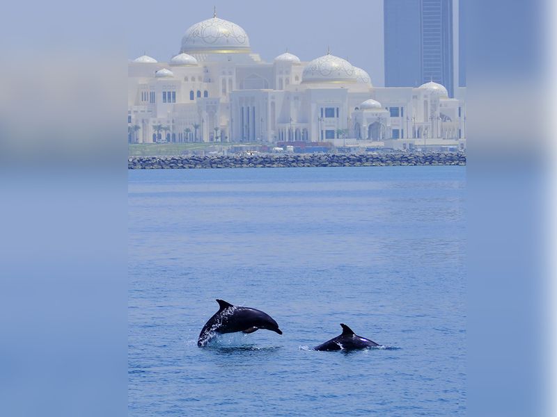 Dolphins Abu Dhabi