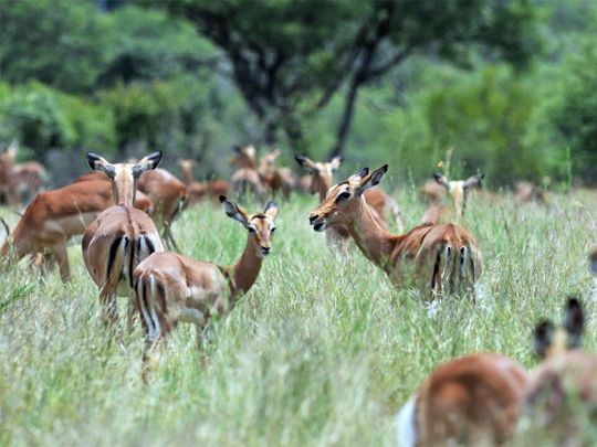 Impala in the Kruger National Park in South Africa. 