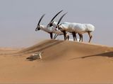 arabian-oryx-1711862734558