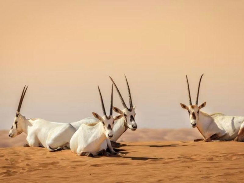 arabian-oryx-2-1711862733080