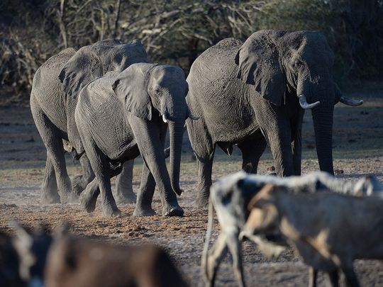 Elephants arrive to drink water in one of the dried channel of the wildlife reach Okavango Delta near the Nxaraga village in the outskirt of Maun, in Botswana. 